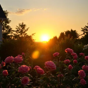 good morning mother images download design featuring soothing good morning maa images with golden morning light and loving blessings - HD share