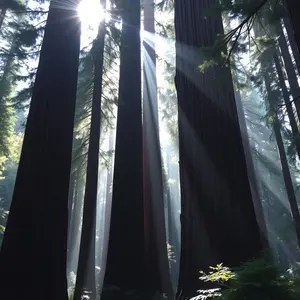 good morning nature images - beautiful morning image 020 - free HD download