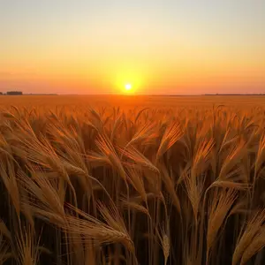 good morning nature images - beautiful morning image 032 - free HD download