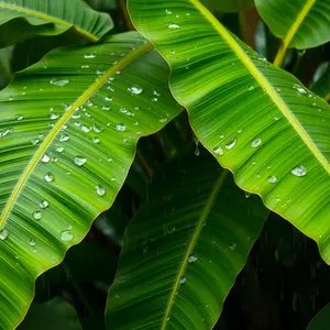 rainy good morning images - beautiful morning image 039 - free HD download