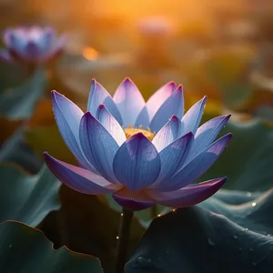sacred blue lotus with morning dew, royal morning - good morning ram images, uplifting good morning ram images image WhatsApp picture