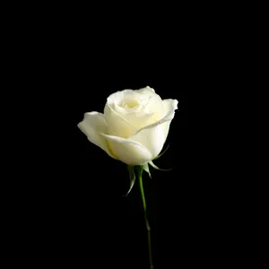 good morning rose images - beautiful morning image 013 - free HD download