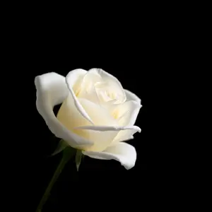 good morning rose images - beautiful morning image 014 - free HD download