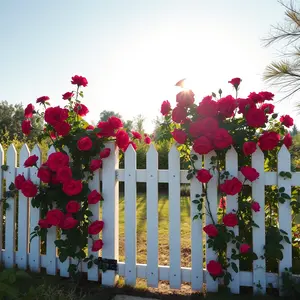 good morning rose images - beautiful morning image 026 - free HD download