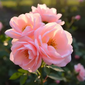 good morning rose images - beautiful morning image 030 - free HD download