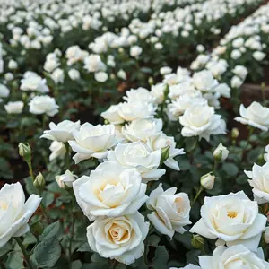 good morning rose images - beautiful morning image 031 - free HD download