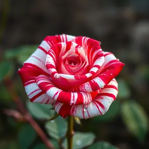 good morning rose images - beautiful morning image 034 - free HD download