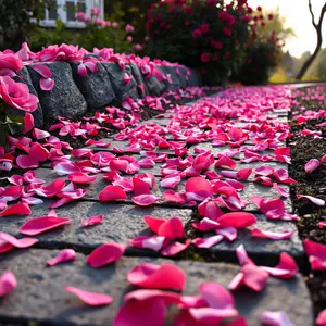 good morning rose images - beautiful morning image 038 - free HD download