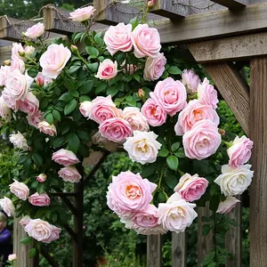 good morning rose images - beautiful morning image 041 - free HD download