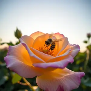 good morning rose images - beautiful morning image 044 - free HD download