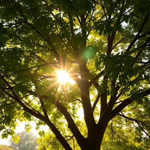 good morning sai baba images - beautiful morning image 008 - free HD download