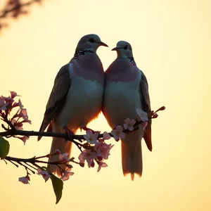 captivating two doves perched together on flowering branch at sunrise - good morning sister images — good morning sister images image WhatsApp picture