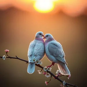 good morning sister images wallpaper graphic featuring elegant two doves perched together on flowering branch at sunrise - good morning sister images