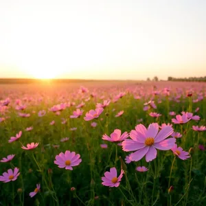 good morning sister images download design featuring soothing feminine gentle beauty - good morning sister images with sunrise over field of pink cosmos flowers