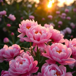 feminine abundance - good morning sister images with sunrise over pink and white peony garden for good morning sister images download