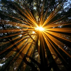 sunbeams bursting through tree canopy in golden rays - good morning sunshine images, warm good morning sunshine images photo art
