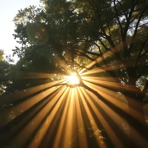 sunbeams bursting through tree canopy in golden rays - good morning sunshine images for good morning sunshine images greeting