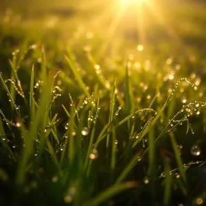 good morning sunshine images download design featuring soothing golden sunlight reflecting on dewy grass - good morning sunshine images
