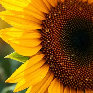 good morning sunshine images HD pic photo featuring elegant golden yellow petals with sunflower close-up with morning dew (dark center - good morning sunshine images)
