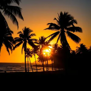 golden sunrise silhouetting palm trees, warm good morning sunshine images design greeting card