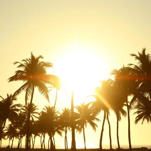 tropical warmth - good morning sunshine images with golden sunrise silhouetting palm trees for good morning sunshine images download