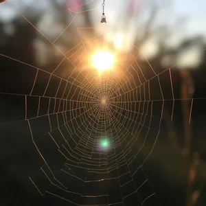 radiant good morning sunshine images image WhatsApp picture: morning sun catching spider web