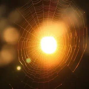 golden threads of light - good morning sunshine images with morning sun catching spider web — lovely good morning sunshine images wallpaper