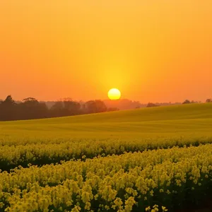 captivating golden sunrise over yellow mustard fields — good morning sunshine images image WhatsApp picture