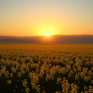 good morning sunshine images wallpaper graphic featuring elegant double golden warmth - good morning sunshine images with golden sunrise over yellow mustard fields