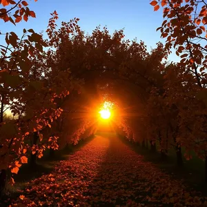 sun rising through arch of golden autumn leaves, warm good morning sunshine images photo art