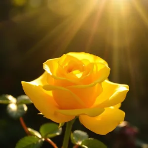 brilliant yellow rose in morning sunbeam, warm good morning sunshine images design greeting card