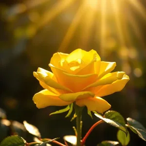 golden floral warmth - good morning sunshine images with brilliant yellow rose in morning sunbeam for good morning sunshine images download
