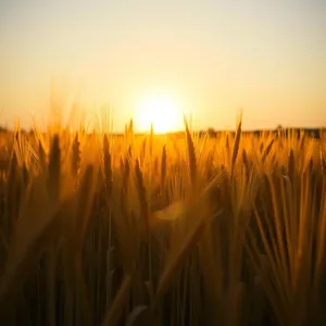 radiant good morning sunshine images image WhatsApp picture: sunrise through wheat field