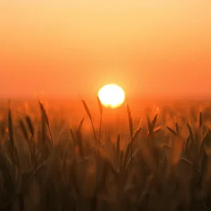 golden stalks glowing - good morning sunshine images with sunrise through wheat field — lovely good morning sunshine images wallpaper