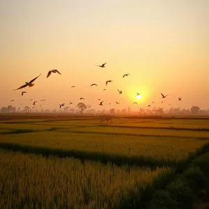 radiant good morning suprabhat images wishes wallpaper: good morning suprabhat wishes with golden deity sunrise and devotion - WhatsApp